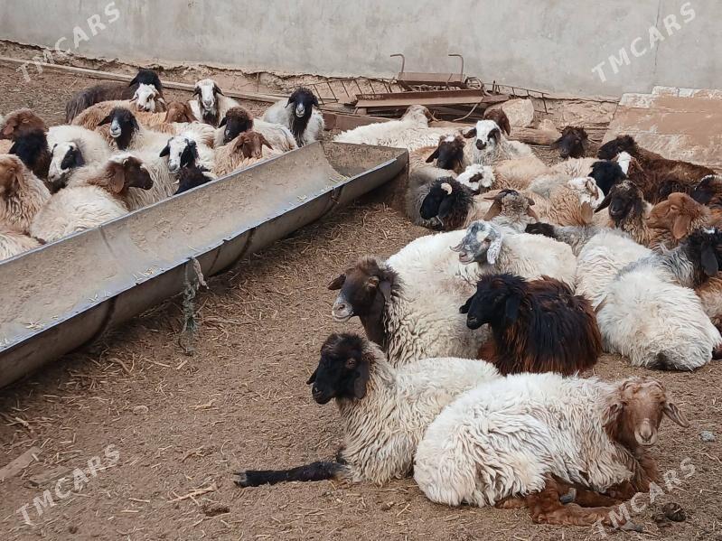 токлы гойун - Balkanabat - img 3