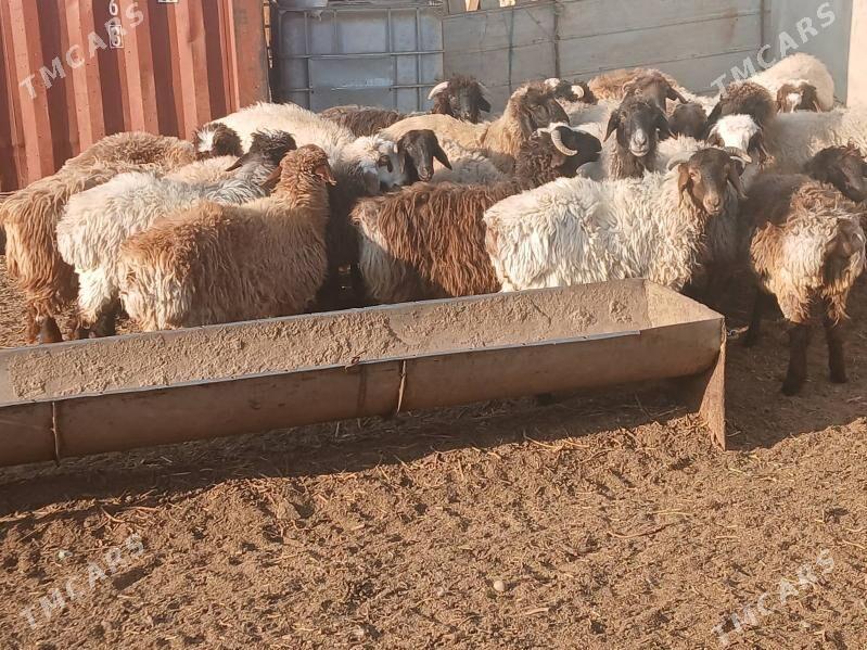 токлы гойун - Balkanabat - img 1