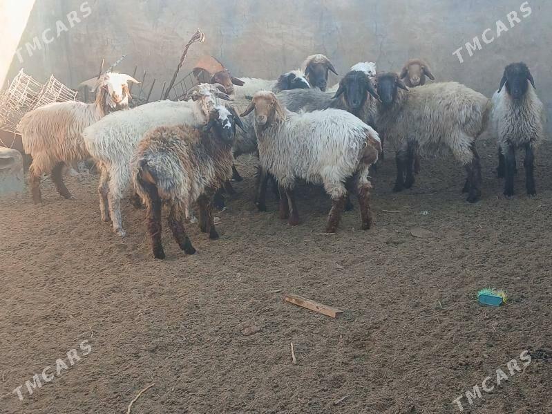 токлы гойун - Balkanabat - img 2