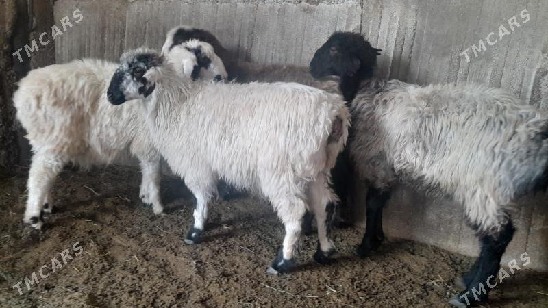 Goÿun - Herrikgala - img 9