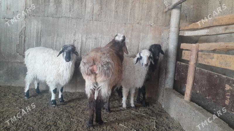 Goÿun - Herrikgala - img 3