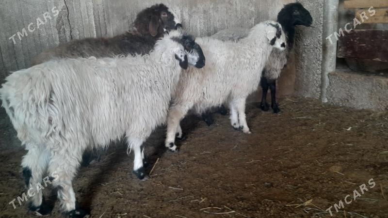 Goÿun - Herrikgala - img 5