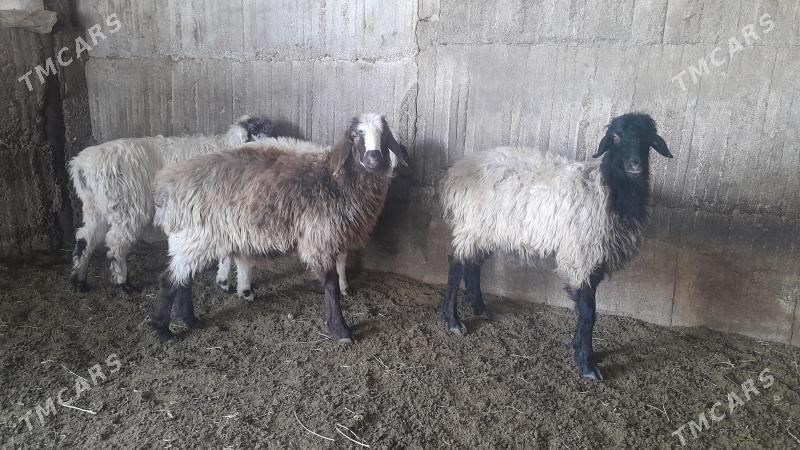 Goÿun - Herrikgala - img 7