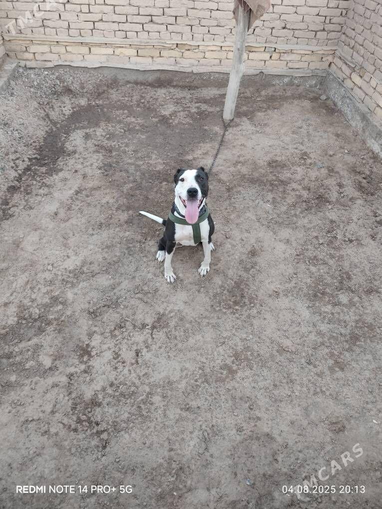 Jossi - Şabat etr. - img 1