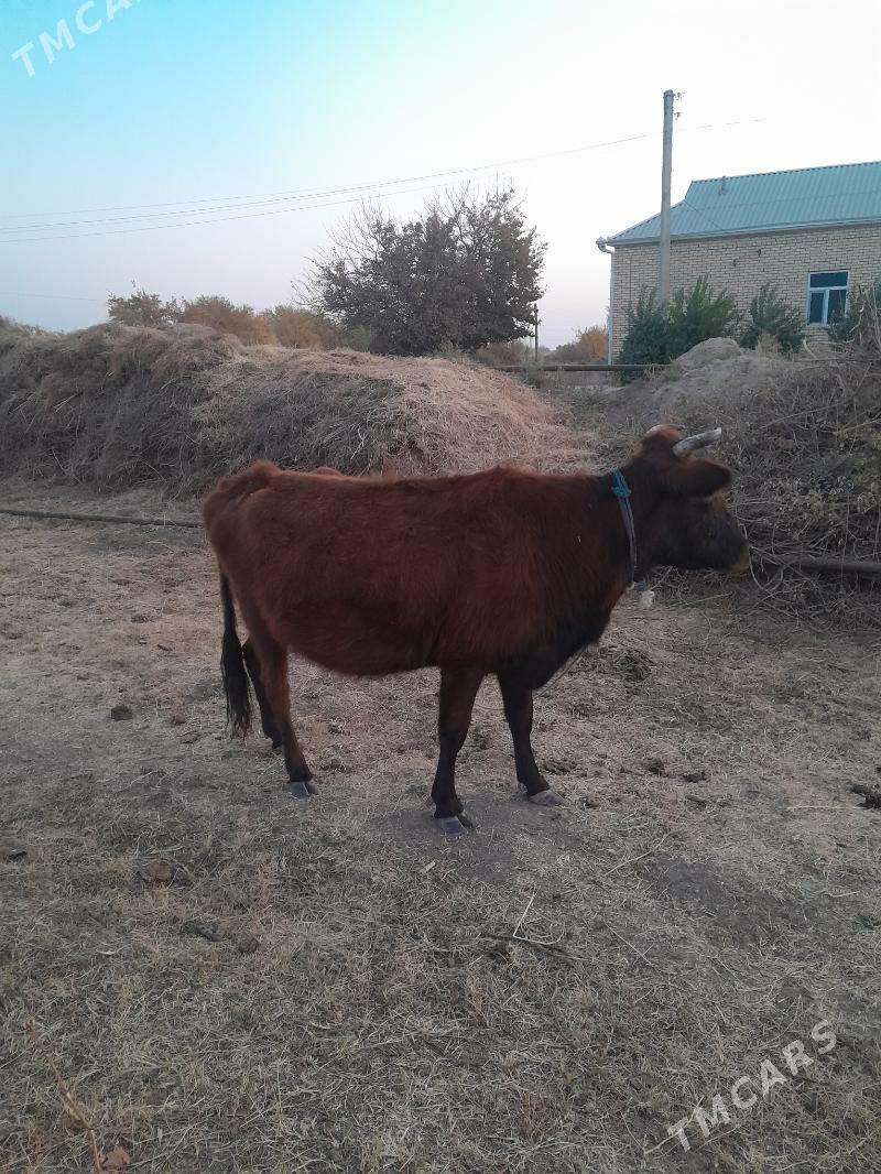 gysyr sygyr - Мары - img 1