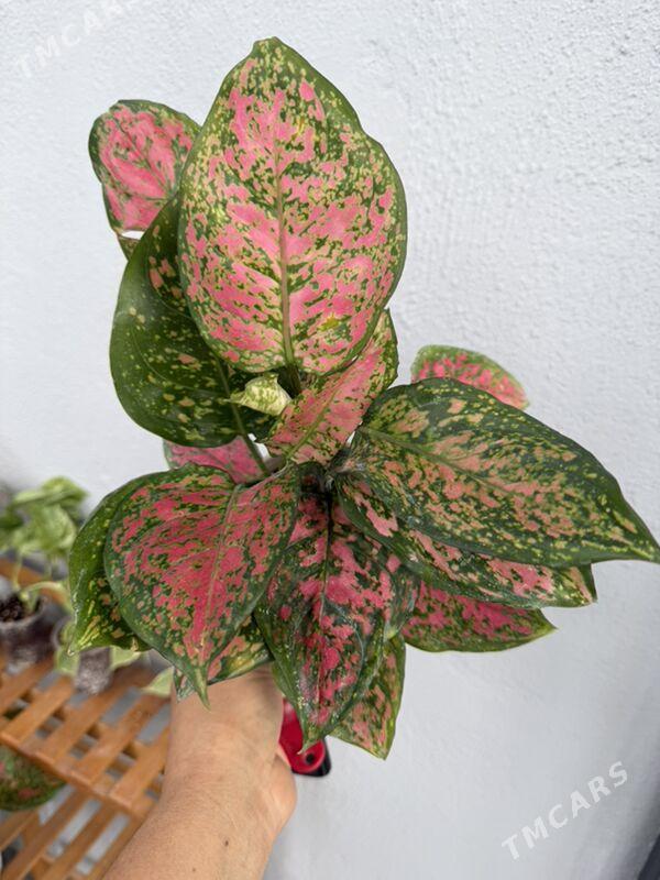 ЦВЕТЫ  - Aşgabat - img 5