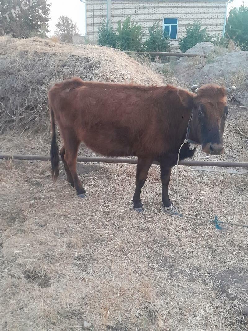 gysyr sygyr - Мары - img 3