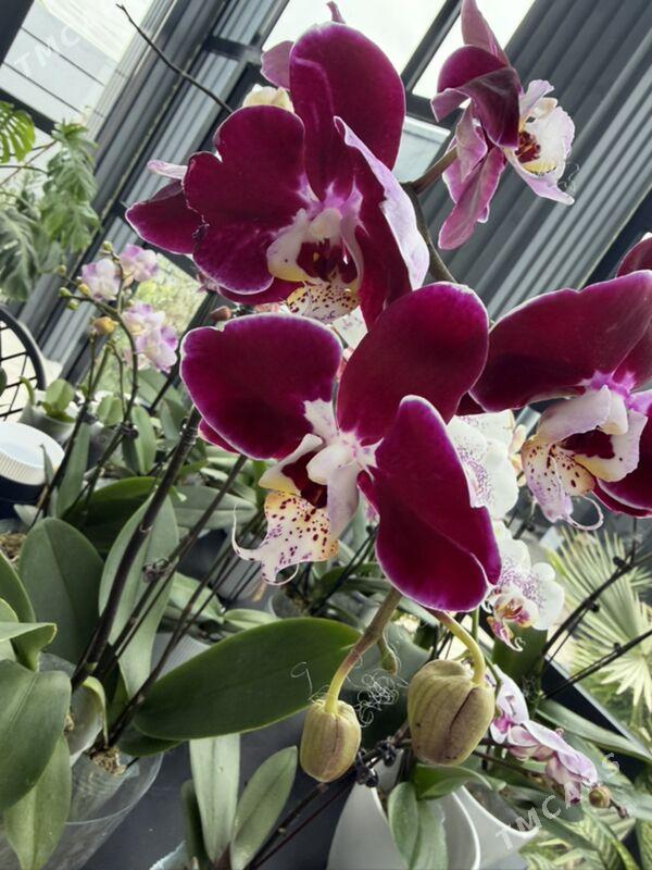 ЦВЕТЫ  - Aşgabat - img 6