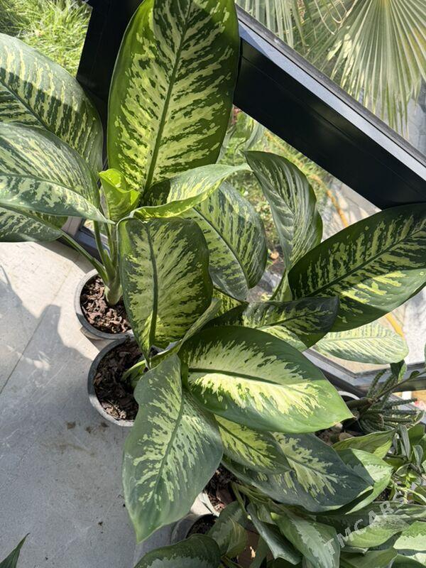 ЦВЕТЫ  - Aşgabat - img 10