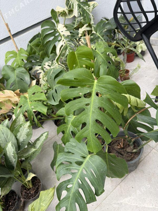 ЦВЕТЫ - Ашхабад - img 1