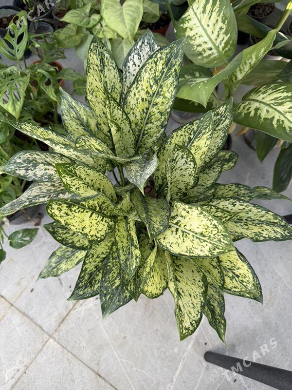 ЦВЕТЫ  - Aşgabat - img 9