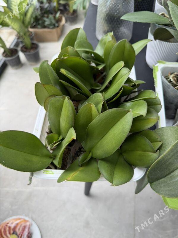 ЦВЕТЫ  - Aşgabat - img 4