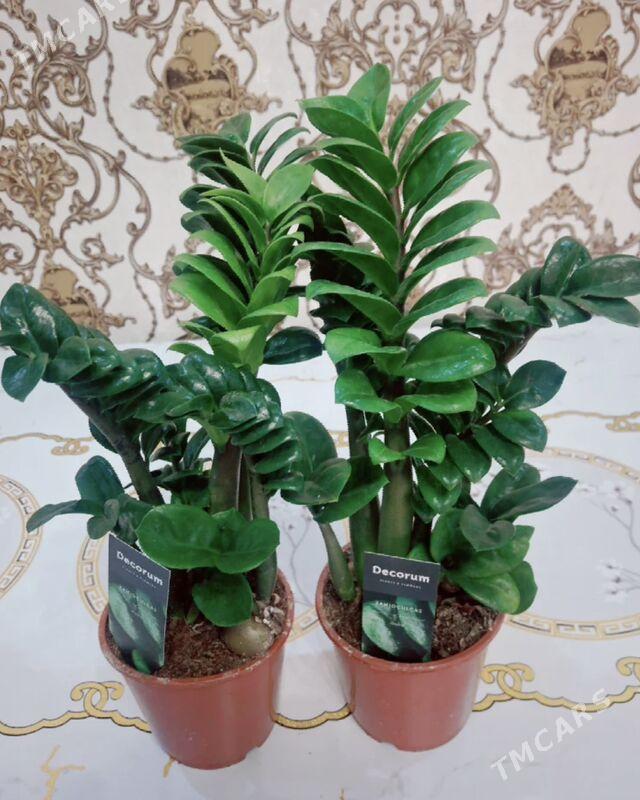 ЦВЕТЫ  - Aşgabat - img 8