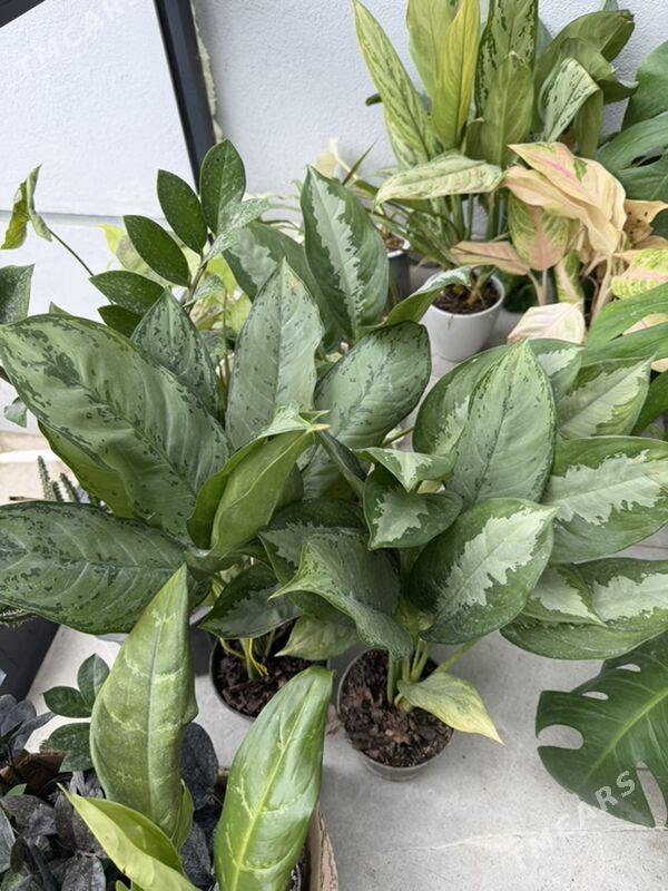 ЦВЕТЫ  - Aşgabat - img 3