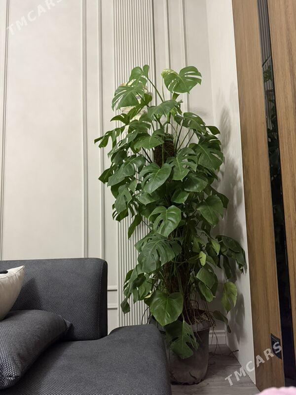 ЦВЕТЫ  - Aşgabat - img 7