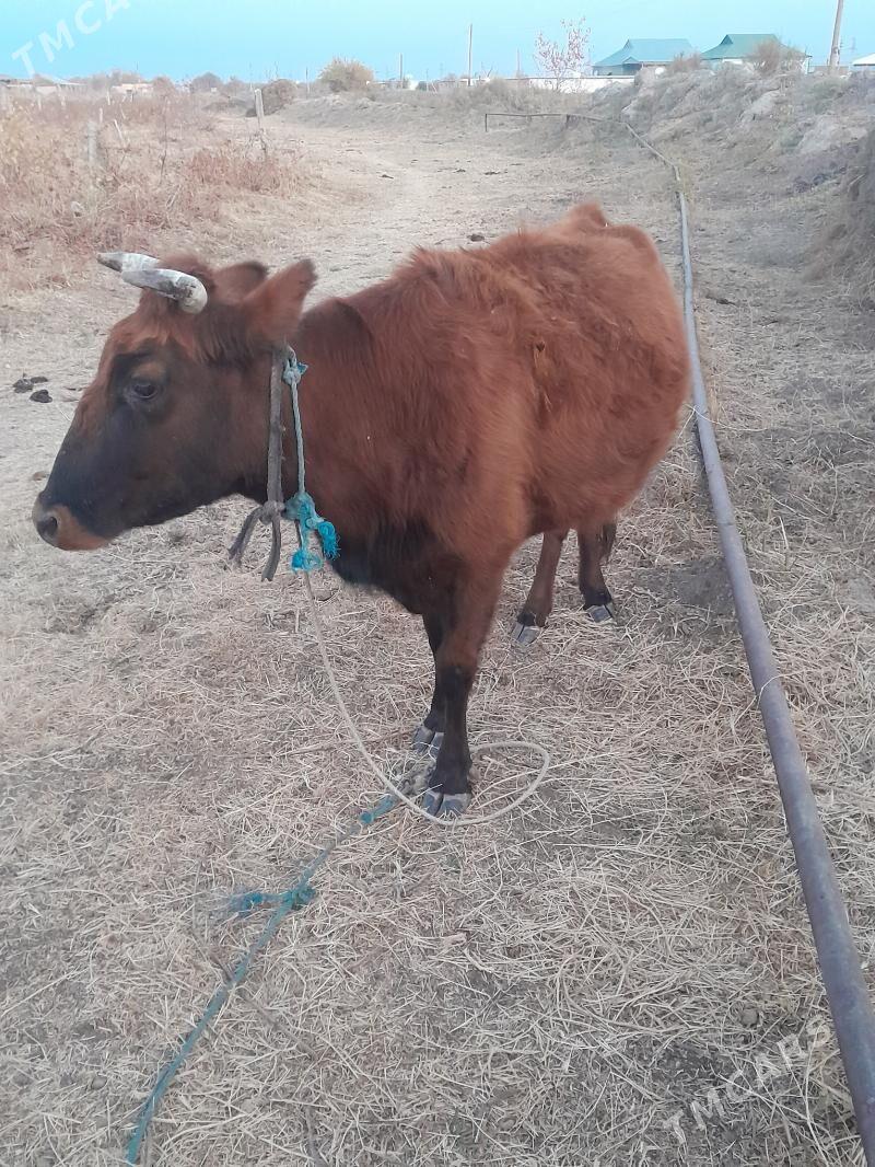 gysyr sygyr - Мары - img 4