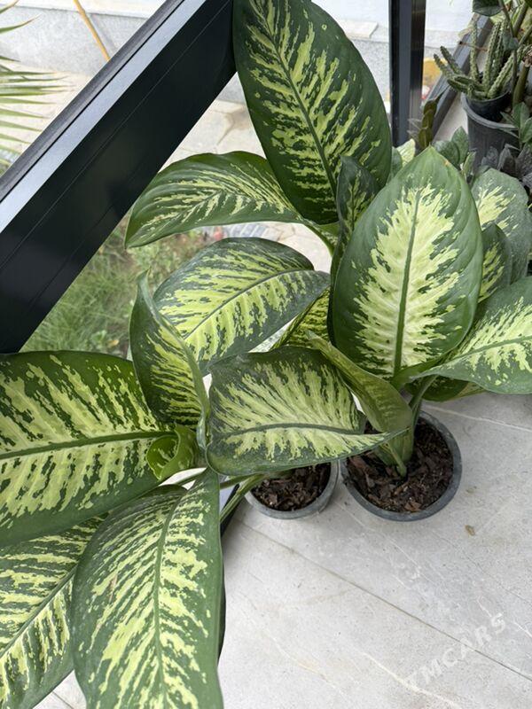 ЦВЕТЫ  - Aşgabat - img 2