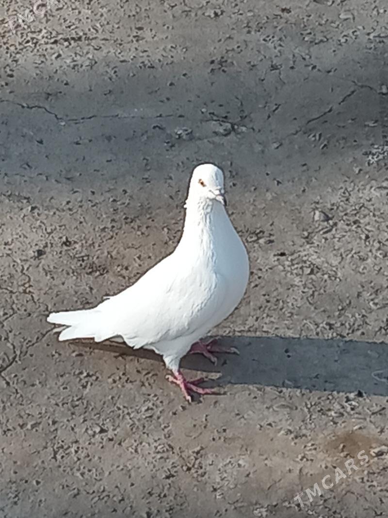 kepder - Туркменабат - img 1