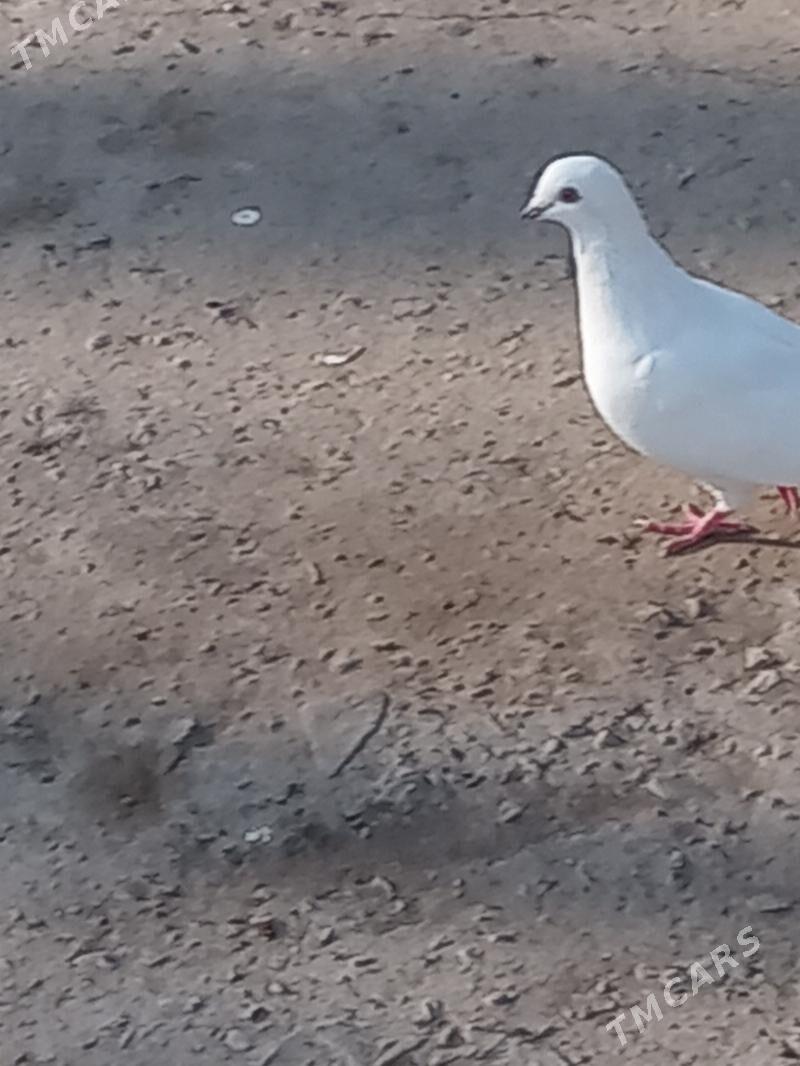 kepder - Туркменабат - img 2