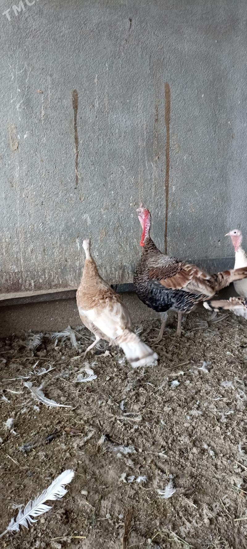 Induk ýumurtga - Gökdepe - img 2