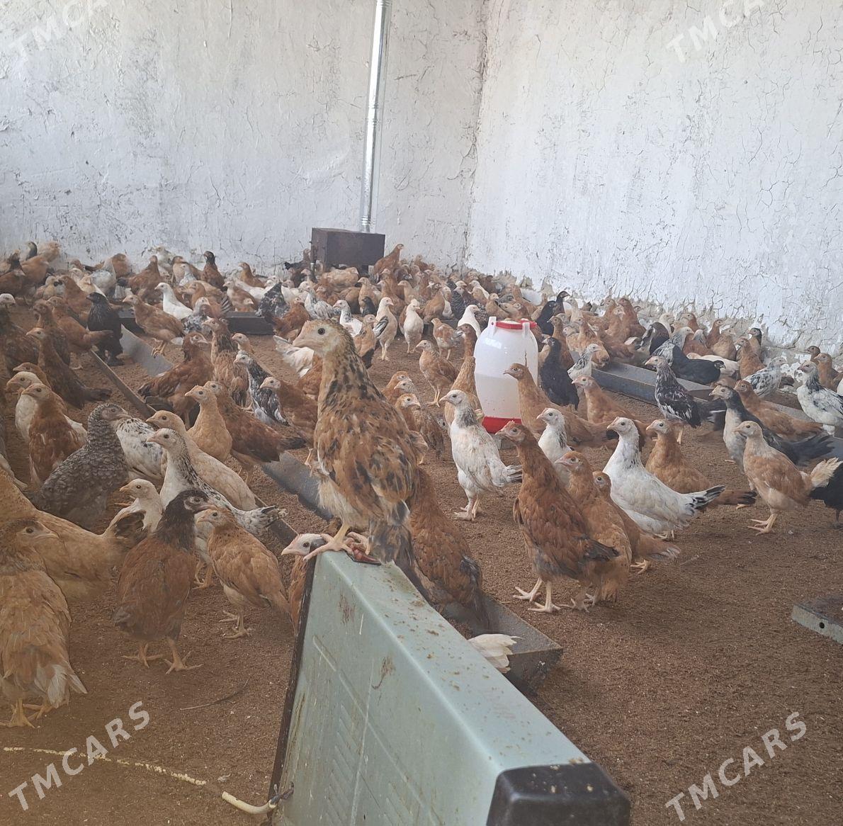 Juyjeler - Гёкдепе - img 2