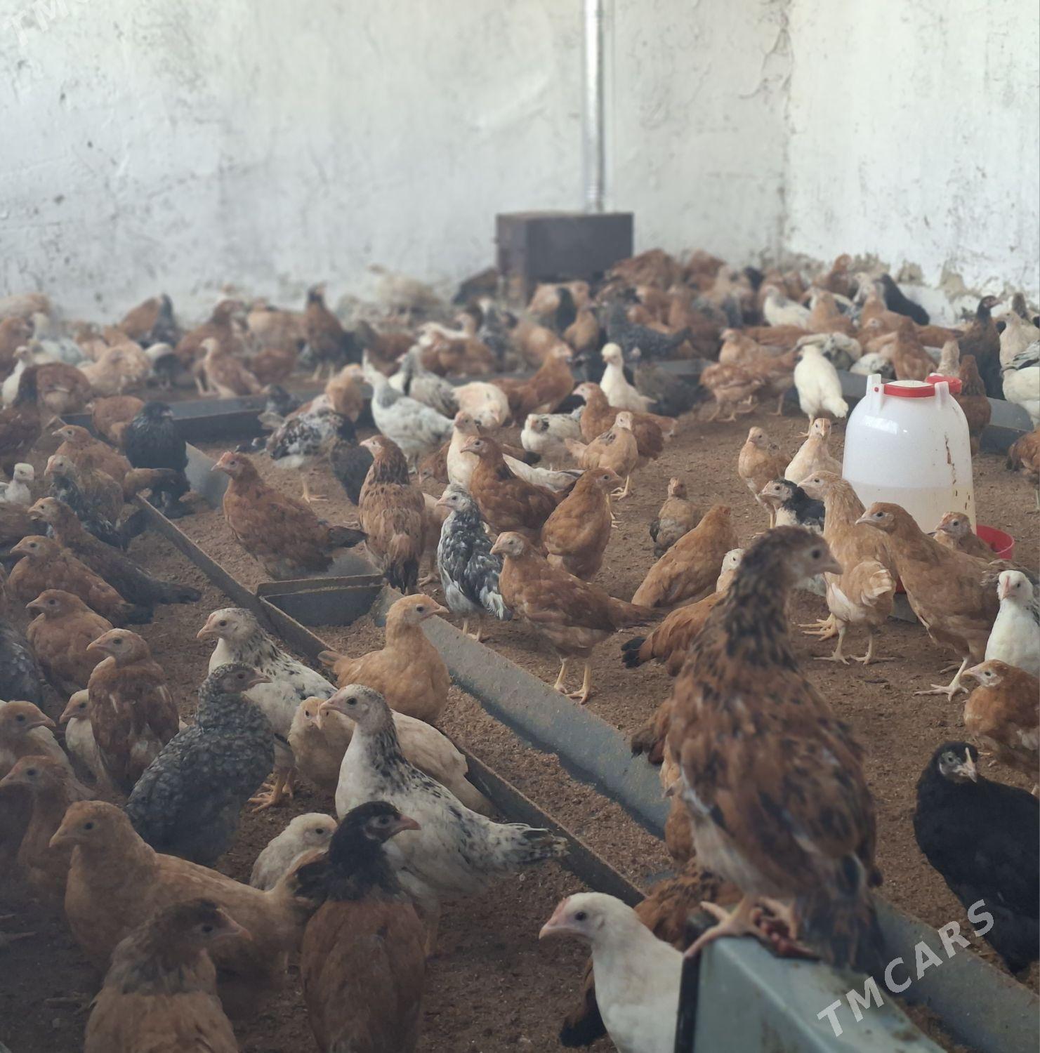 Juyjeler - Гёкдепе - img 1