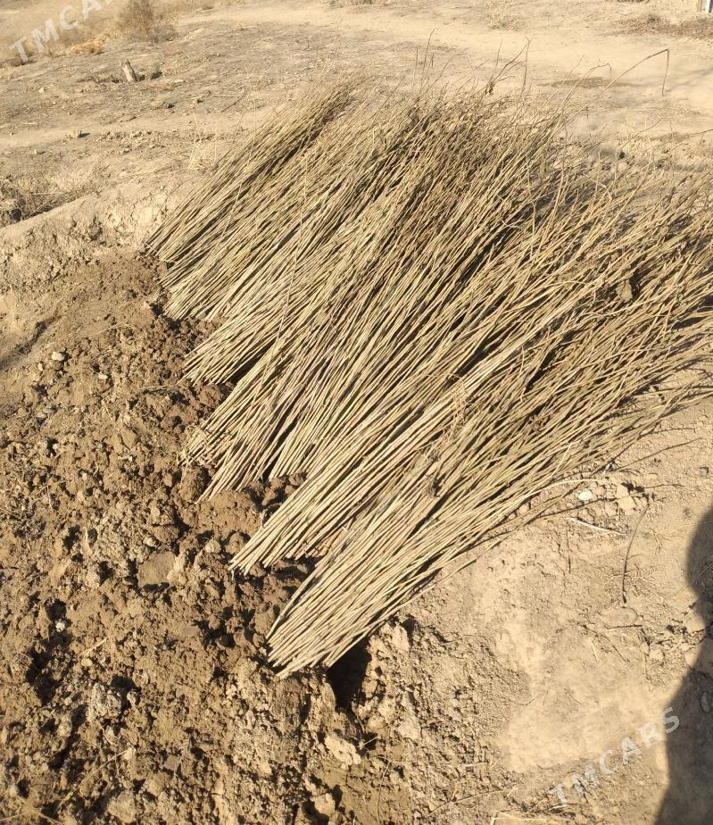 Тут нахалы - Köpetdag şaýoly - img 1