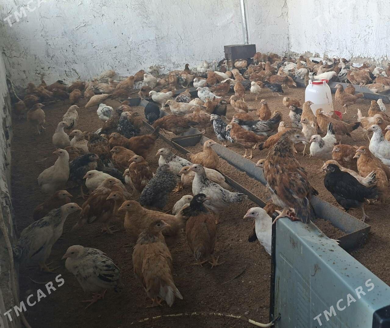 Juyjeler - Гёкдепе - img 3