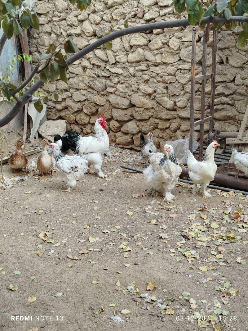 horaz. towuk - Джебел - img 4