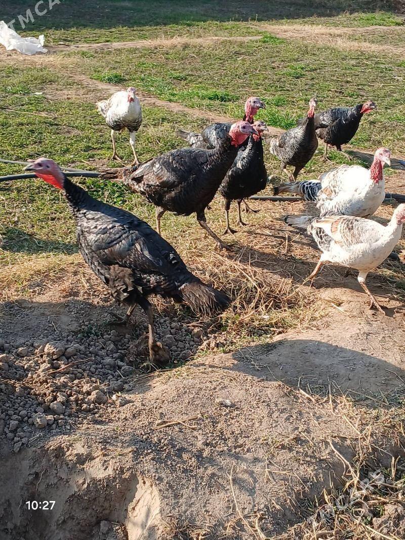 erkek induk - Мары - img 3