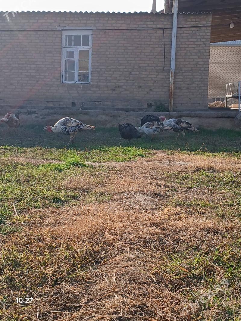 erkek induk - Мары - img 2