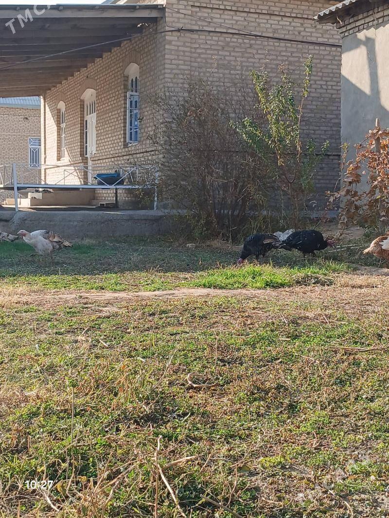 erkek induk - Мары - img 1