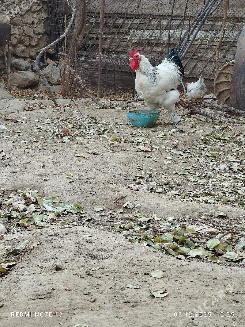 horaz. towuk - Джебел - img 3