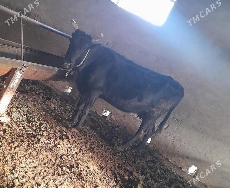 Goleli sygyr - Векильбазар - img 1