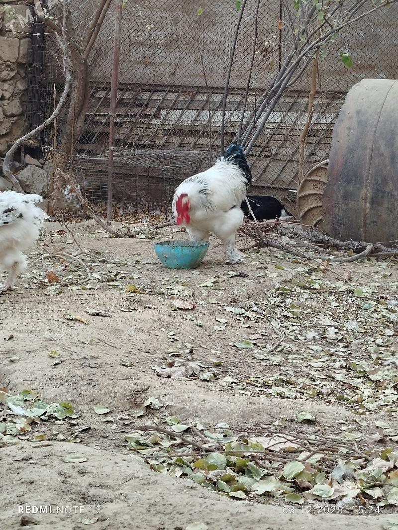 horaz. towuk - Джебел - img 2