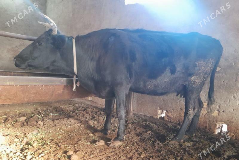 Goleli sygyr - Wekilbazar - img 2