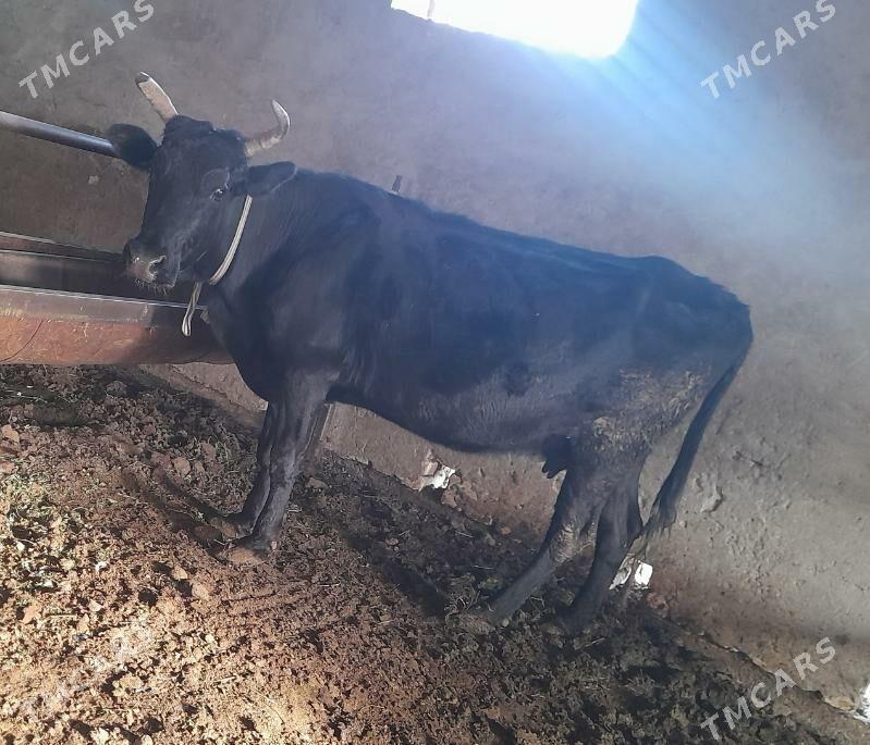 Goleli sygyr - Wekilbazar - img 3