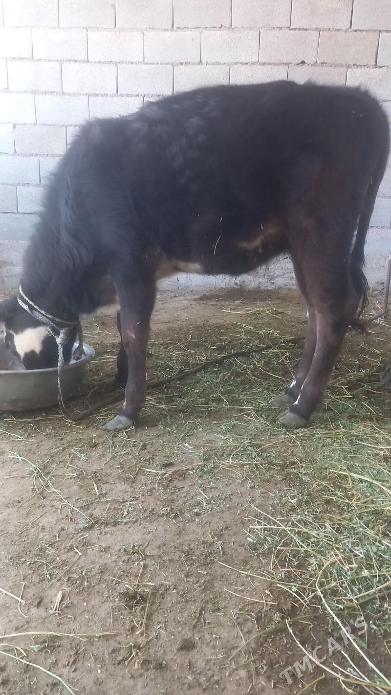 Göle - Гёкдепе - img 2