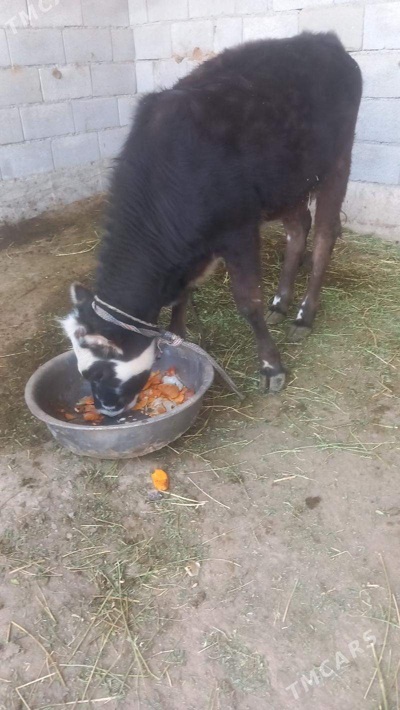 Göle - Гёкдепе - img 1