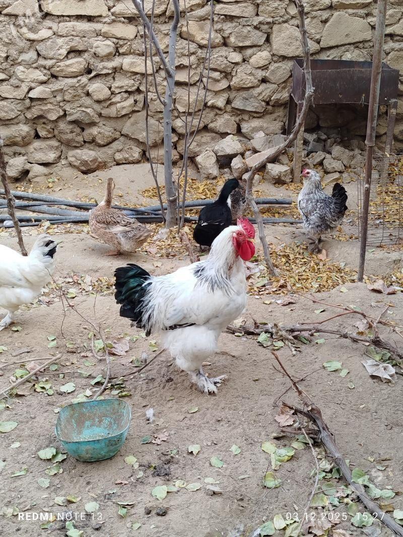 horaz. towuk - Джебел - img 1