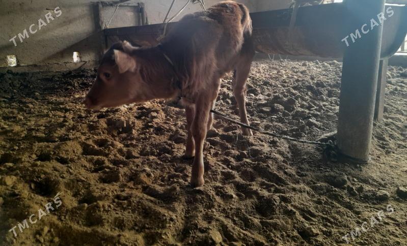 Goleli sygyr - Wekilbazar - img 4