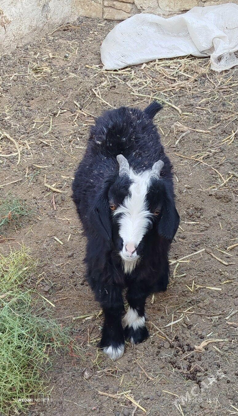 cebis - Джебел - img 1