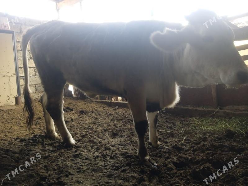 Tüwe - Büzmeýin - img 1