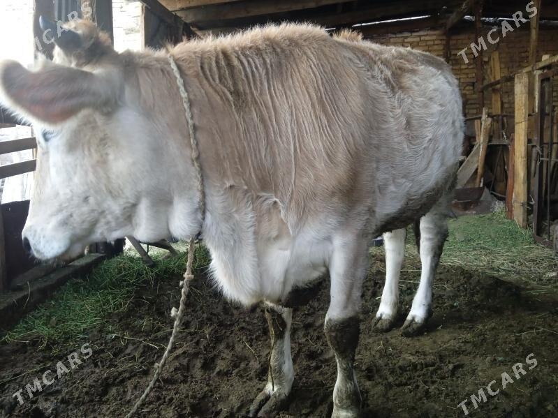 Tüwe - Büzmeýin - img 3