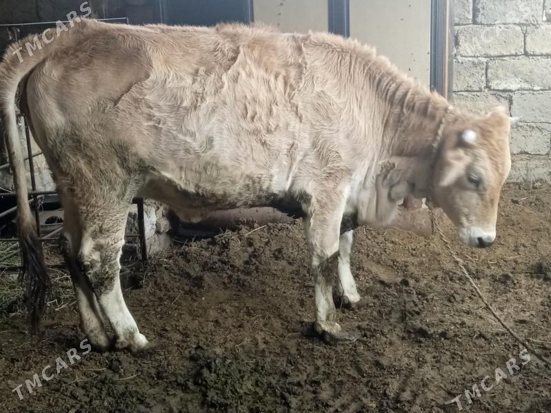 Tüwe - Büzmeýin - img 2