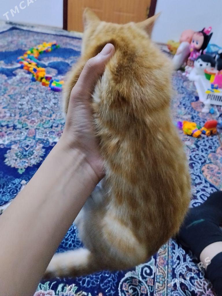 Pisik - Balkanabat - img 2