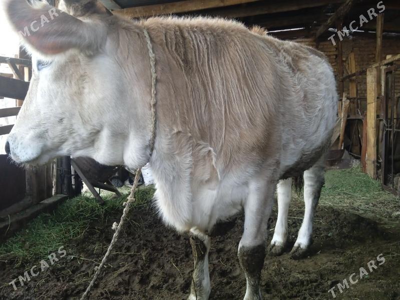 Tüwe - Büzmeýin - img 4