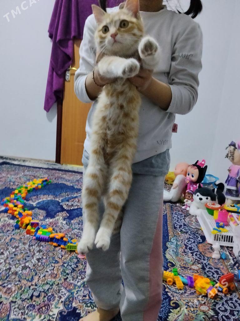 Pisik - Balkanabat - img 1