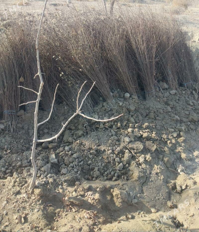 Гара агач нахалы - Köpetdag şaýoly - img 1