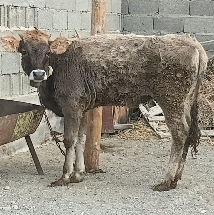 tuwe - Бахарден - img 2